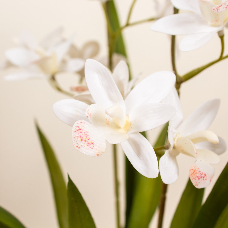 51cm Real Touch 2-stem White Mini Cymbidium Orchid in Pot